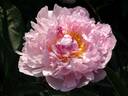 Hermoine peony photo