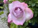 Nicole Carol Miller ™ rose photo