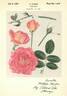 Gail Borden rose photo