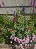Pretty Lady Rose™ rose photo