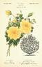 Lionel Barrymore rose photo