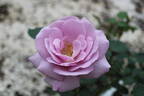 02-22-02 rose photo