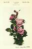 Semiramis rose photo