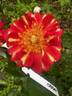 Art Nouveau rose photo