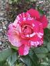 Daring Spirit™ rose photo