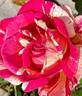 Daring Spirit™ rose photo