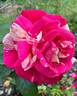 Daring Spirit™ rose photo