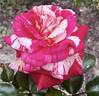 Daring Spirit™ rose photo