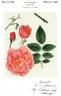 Hawaii rose photo