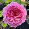 Jubilee Celebration rose photo
