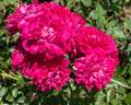Roxy™ rose photo