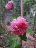 Theo Clevers ™ rose photo