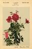 Abasanta rose photo