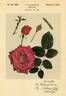 Gladiator rose photo