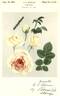 Nobility rose photo