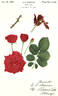Tommy Bright rose photo