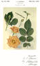 Sonora rose photo