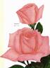 Nobility rose photo