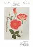 Courtship rose photo