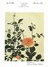 Auld Lang Syne rose photo
