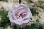 02-22-02 rose photo