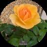 DIChisimp rose photo