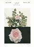 Alliswell rose photo