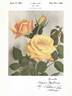 Lady Elgin rose photo