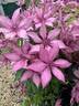 Elodi ™ clematis photo