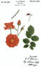 Zorina rose photo