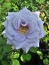 Turn Blue rose photo
