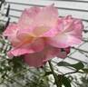 Roberto Alagna rose photo