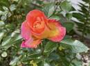Roberto Alagna rose photo