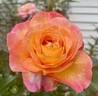 Roberto Alagna rose photo