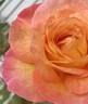 Roberto Alagna rose photo