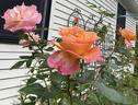 Roberto Alagna rose photo