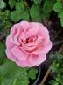 True Perfume rose photo