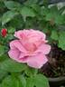 True Perfume rose photo