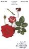 Mexicana rose photo