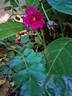 Toscana rose photo