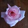 Marylou Whitney rose photo