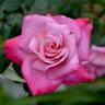Liz's Charm rose photo