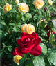 Olympiad ™ rose photo