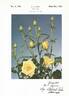 Gold Strike rose photo