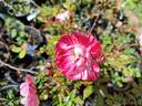 Strawberry Swirl rose photo