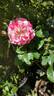 Strawberry Swirl rose photo