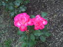 Alice Pat rose photo