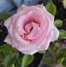 Éterna ® rose photo