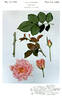Fabergé rose photo