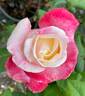 Parfum Tropical ® rose photo